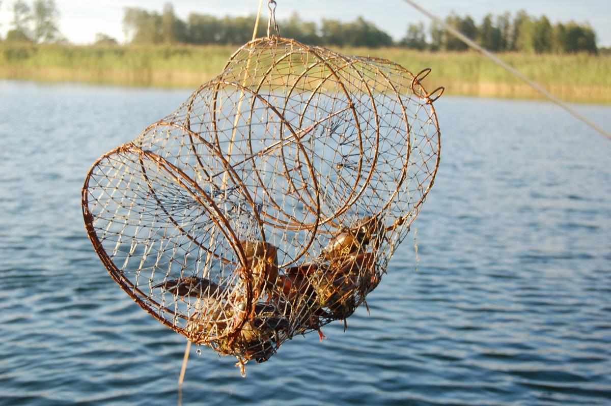fiska kräftor - en av Torpa Gårds gruppaktiviteter